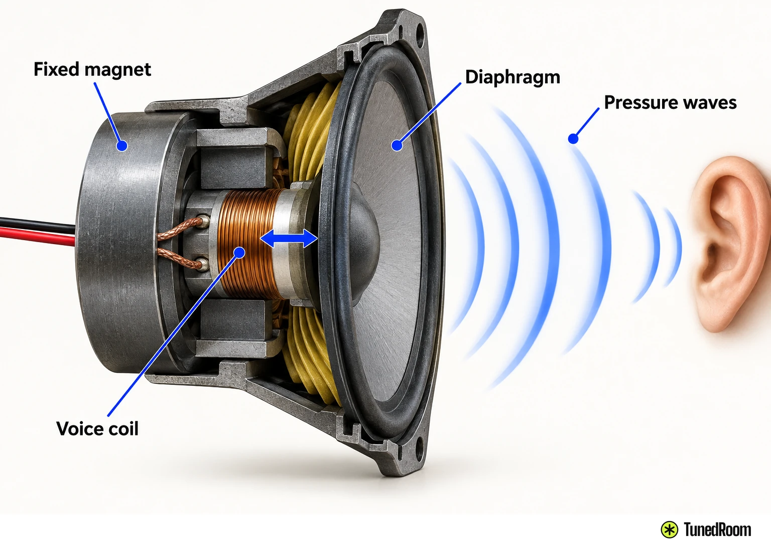 Cutaway of a speaker driver: voice coil moves inside the fixed magnet, driving the cone diaphragm, which pushes air into pressure waves toward an ear.